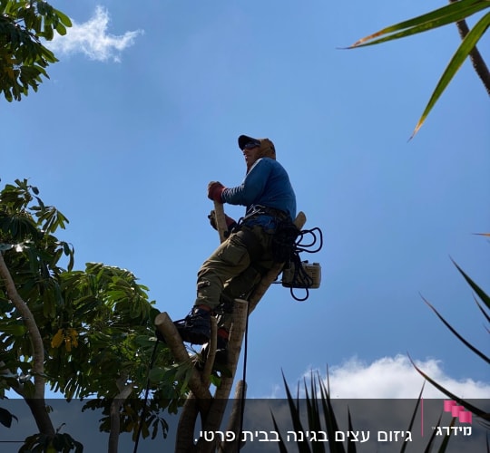 אדם גוזם עץ עם מסור חשמלי